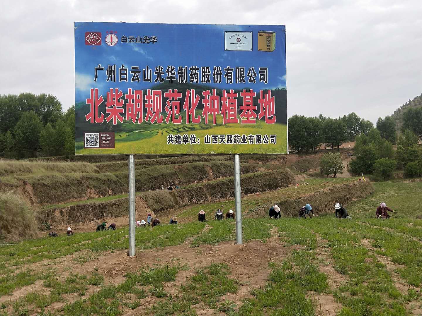 白云山幼柴胡为中药材产业精准扶贫对症下“药”